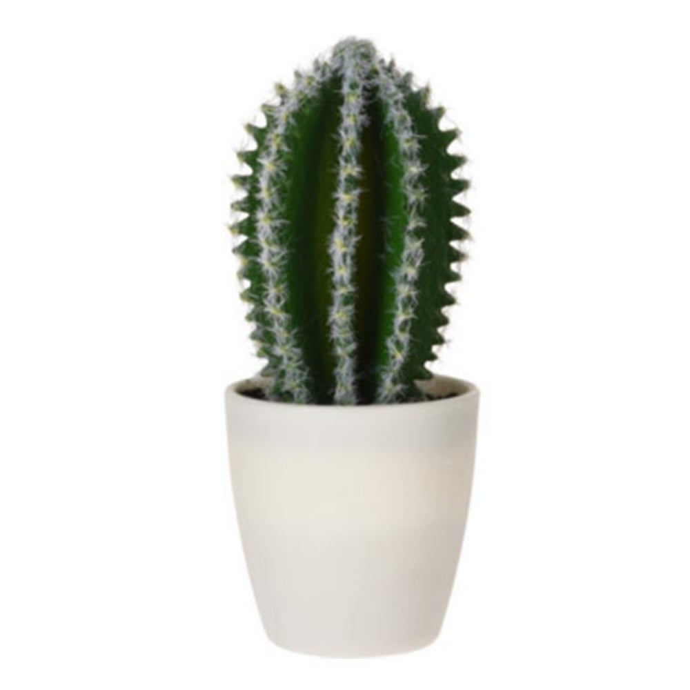 Plants In White Pot