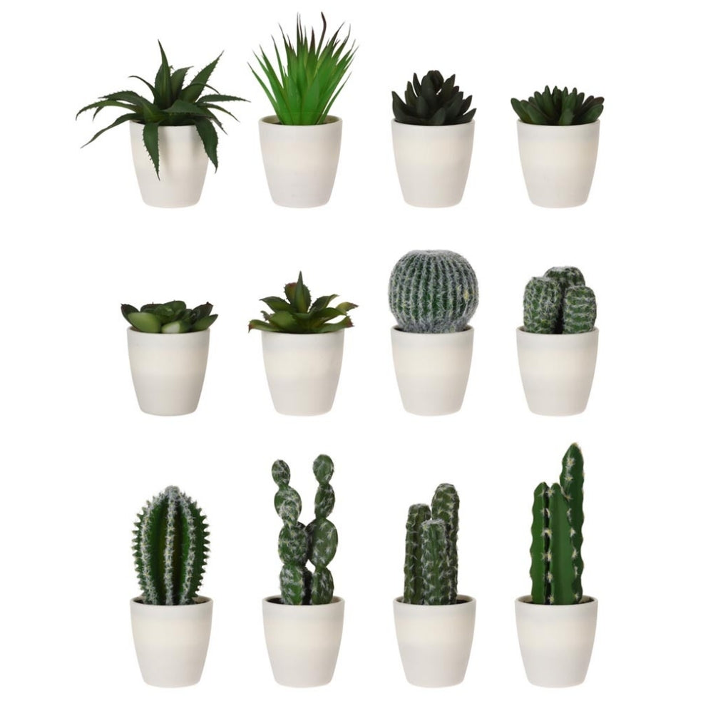 Plants In White Pot