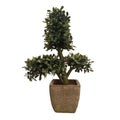 Potted Boxwood Plant 11