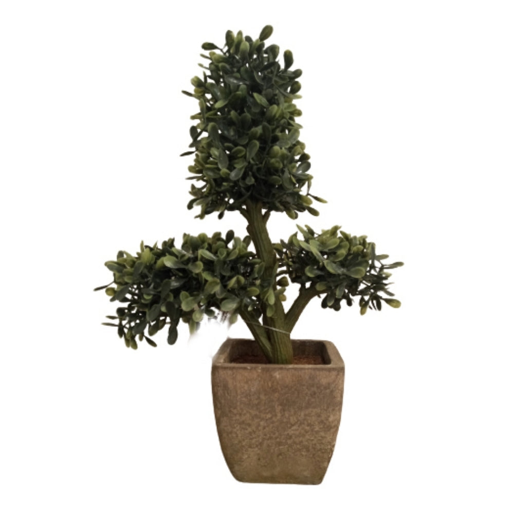 Potted Boxwood Plant 11