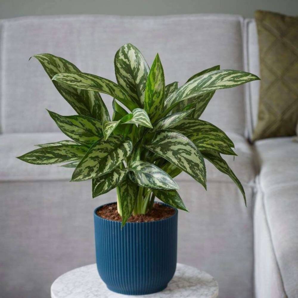Artificial Variegated Peacock Leaf Foliage Bundle